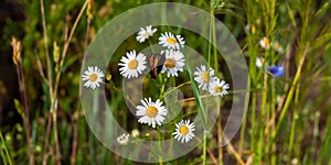 Butterfly sits on medicinal chamomile flower