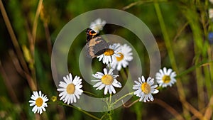 Butterfly sits on medicinal chamomile flower