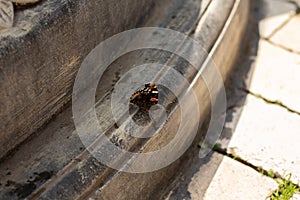 Butterfly sits on a stone