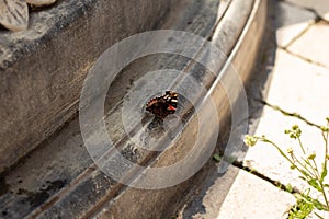 Butterfly sits on a stone