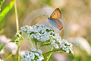 Butterfly sits on white flowers