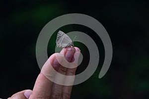 Butterfly sits on a woman hand. Blue, fragile butterfly wings on woman fingers create harmony of nature