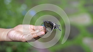 A butterfly sits on a woman`s hand fingertips close up. concept of fragility and the harmony of nature. Beautiful black male