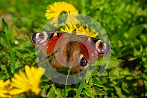 Butterfly sits on the yellow flower