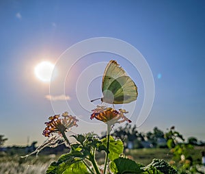 Butterfly sitting on a beautiful flower under colorful blue sky
