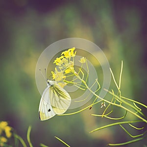 Butterfly sitting on a blooming wildflowers