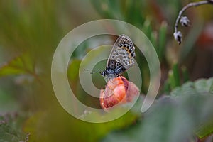 Butterfly sitting on cloudberry