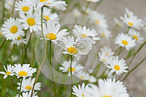 Butterfly sitting on daisy