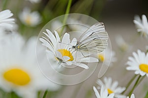 Butterfly sitting on daisy