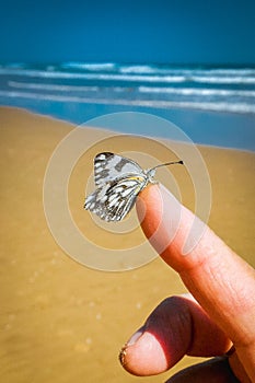 Butterfly sitting on finger