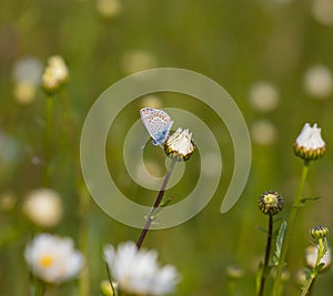 Butterfly sitting on a flower