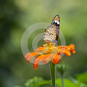 Butterfly sitting in the flower
