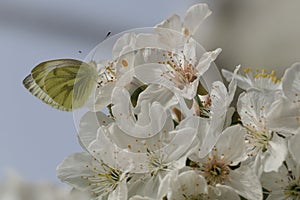 a butterfly sitting on a flower