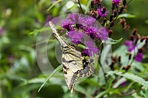 Butterfly sitting on a flower