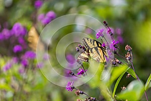 Butterfly sitting on a flower