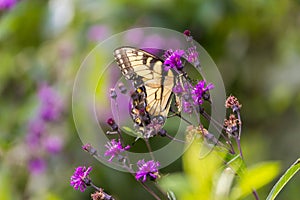 Butterfly sitting on a flower