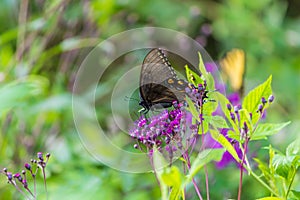 Butterfly sitting on a flower