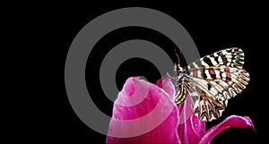 Butterfly sitting on a flower on a black background. butterfly southern festoon. copy spaces.