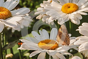 Butterfly sitting on flower blooming chamomile close up  Matricaria medical herb meadow field in sunny light as summer  backdrop