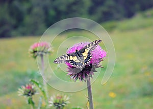 Butterfly sitting on a flower on blurred grass background