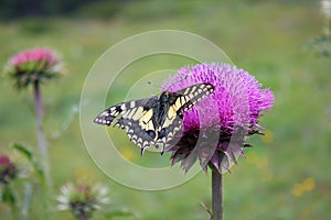 Butterfly sitting on a flower on blurred grass background