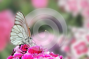 Butterfly sitting on flower carnation