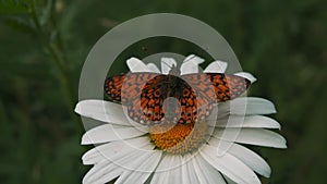 A butterfly sitting on a flower. Creative. Bright butterflies in nature sitting on flowers in the grass in the summer.