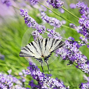 Butterfly sitting on flower lavender