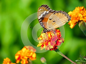 Farfalla sul fiore 