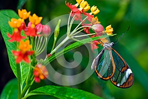 Butterfly sitting on a flower in spring