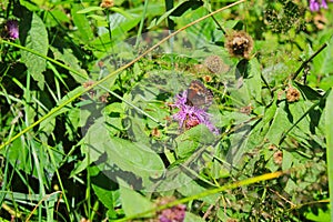 a butterfly is sitting on a flower at summer