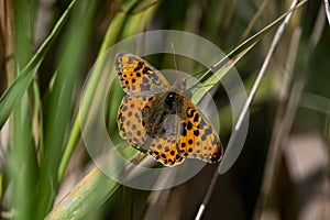Butterfly Sitting On Grass