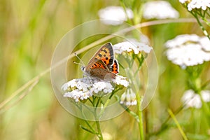 Butterfly Sitting On Grass