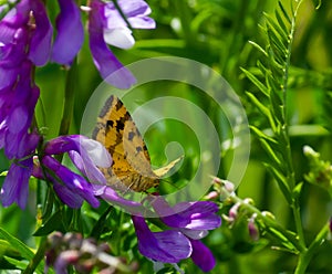 Butterfly sitting on green grass in a field