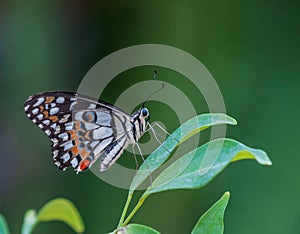 Butterfly sitting on green plant leaf .