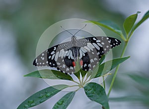 Butterfly sitting on green plant leaf .