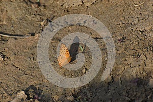 A butterfly sitting on ground with beautiful brown background