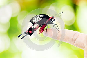 Butterfly sitting on the hand