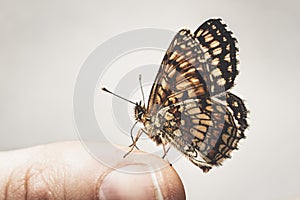 Butterfly sitting on hand finger tip nozzle skin