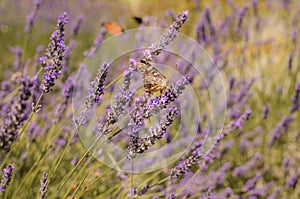 Butterfly sitting on lavender. Beautiful purple lavender field