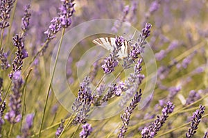 Butterfly sitting on lavender. Beautiful purple lavender field