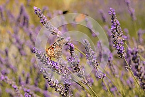 Butterfly sitting on lavender. Beautiful purple lavender field