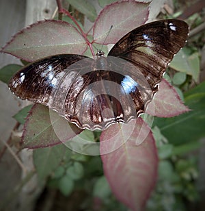 Butterfly sitting on a a leaf