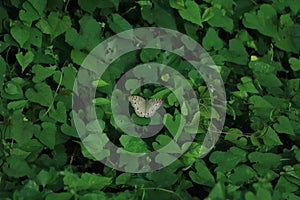 A butterfly sitting on leaf