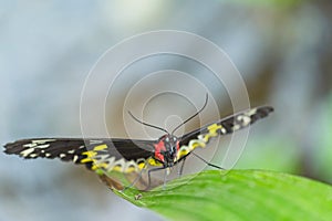 a butterfly sitting on a leaf on the ground next to water