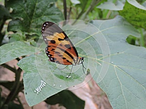 Butterfly sitting on a leaf, laying eggs. photo