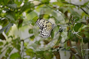 Butterfly sitting on a leaf at ZSL London Zoo