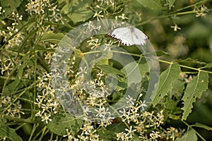 Butterfly sitting on a leafy branch. colorful butterfly sitting