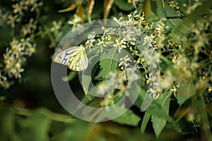 Butterfly sitting on a leafy branch. colorful butterfly sitting