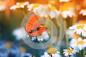 Butterfly sitting a meadow